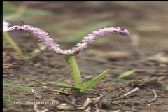 Aponogeton satarensis